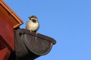 home gutters