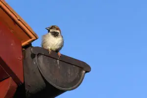 home gutters